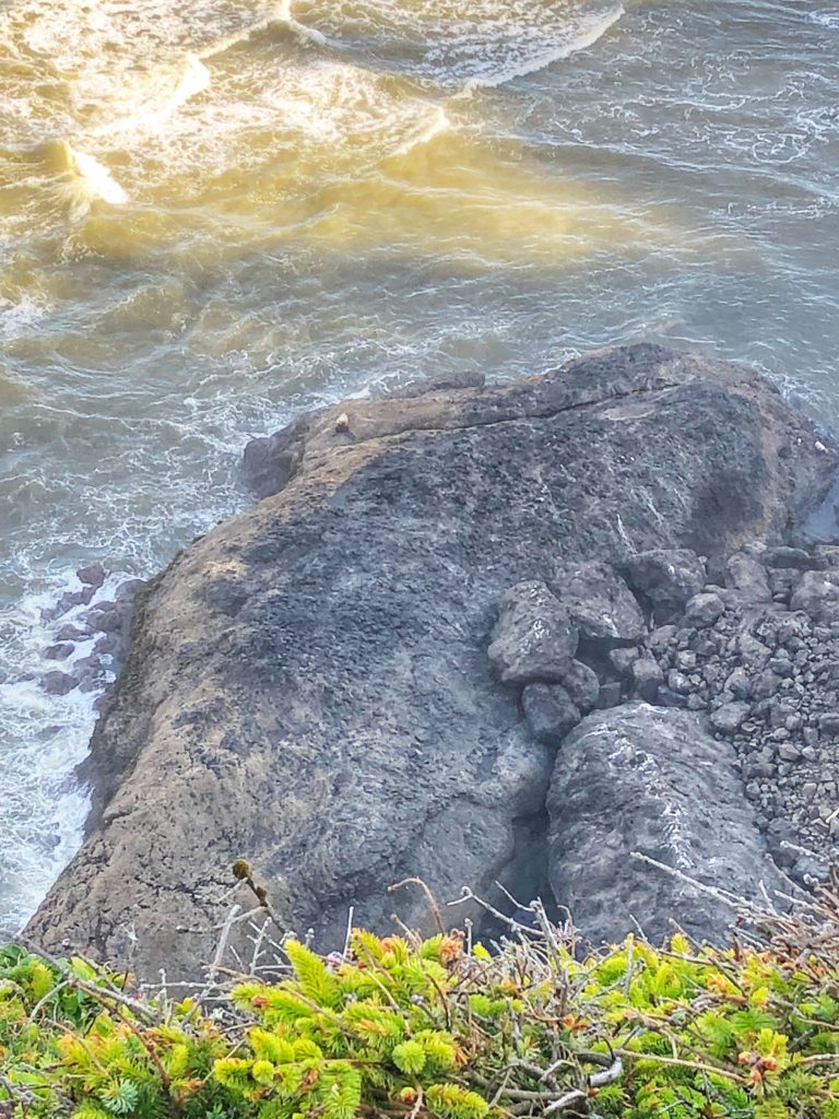 Seal on a rock on the Oregon Coast