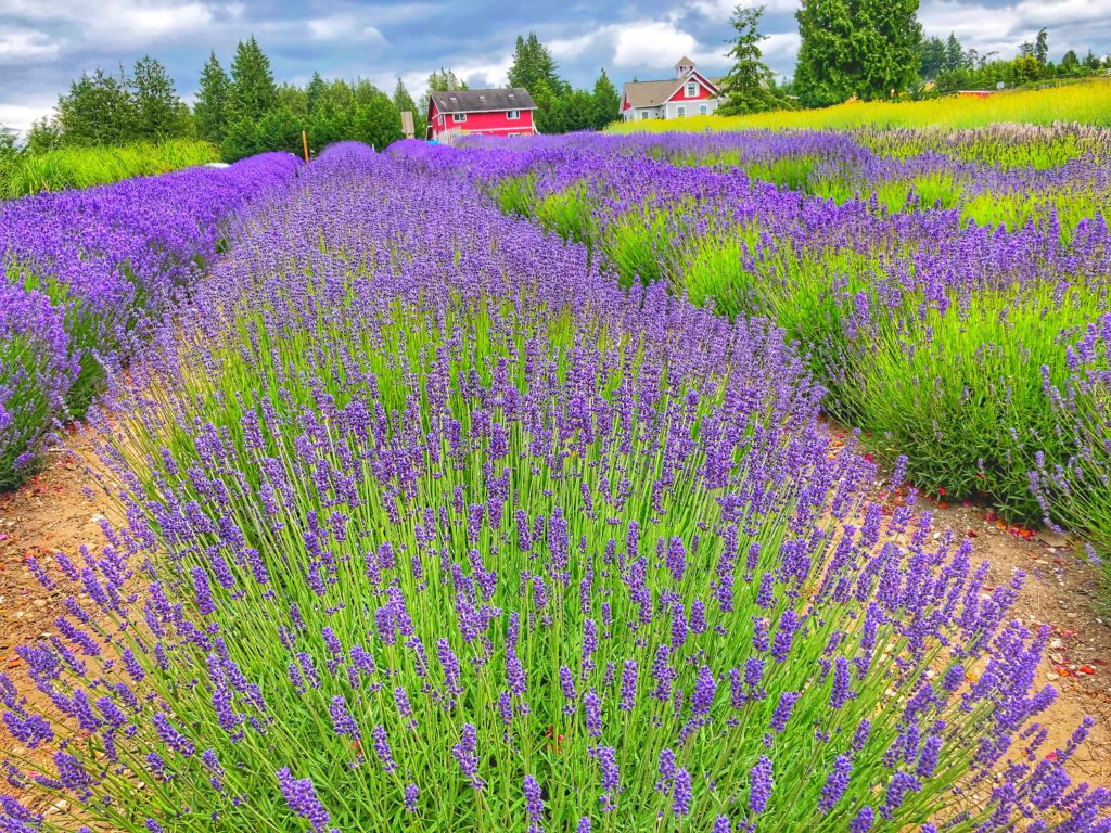 Lavender Farm in Washington