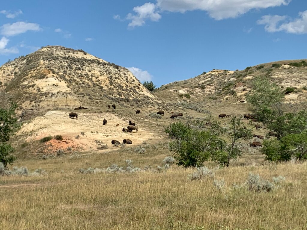 Bison in Theodore Roosevelt National Park