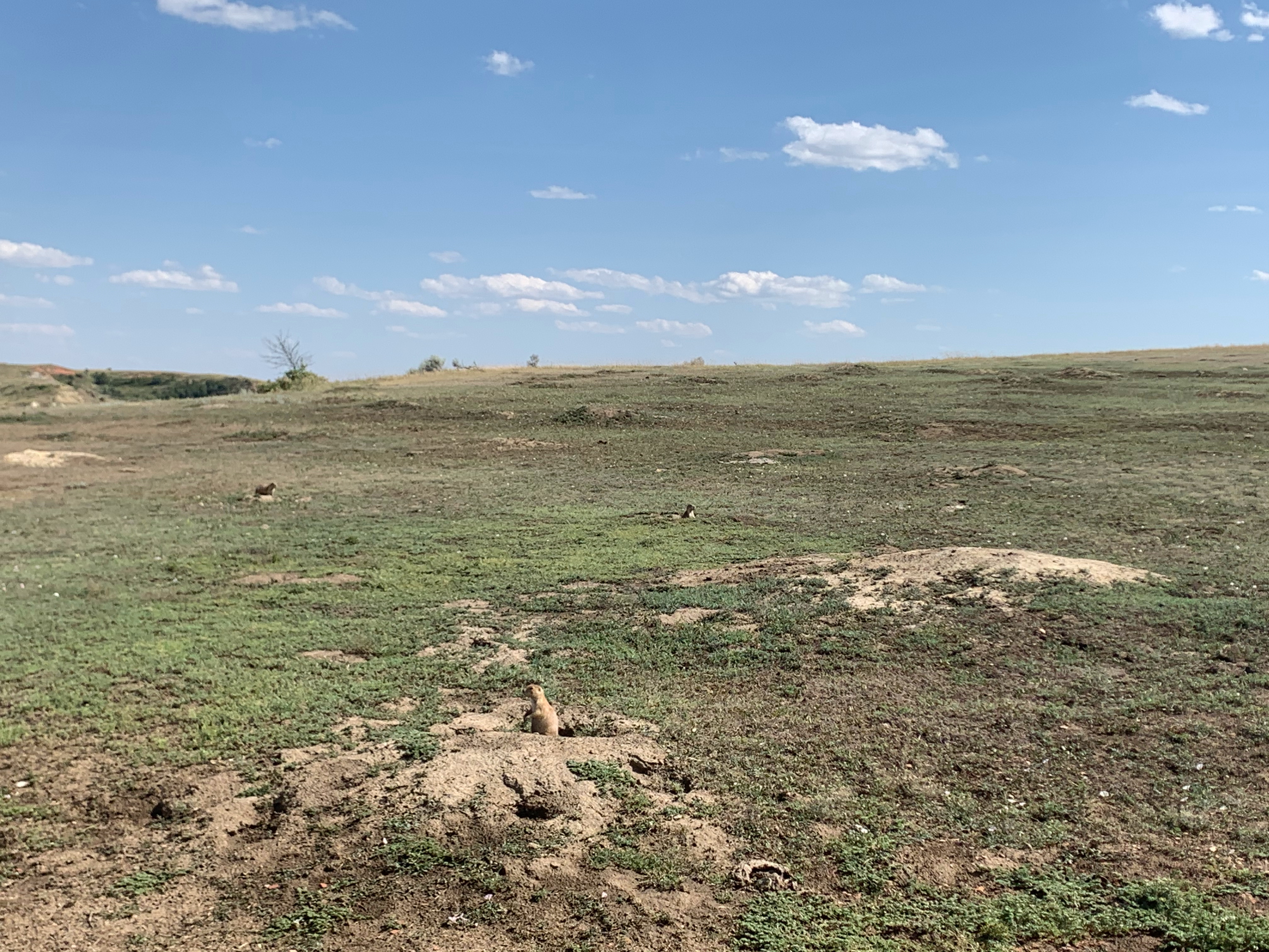 Prairie Dogs in Theodore Roosevelt National Park