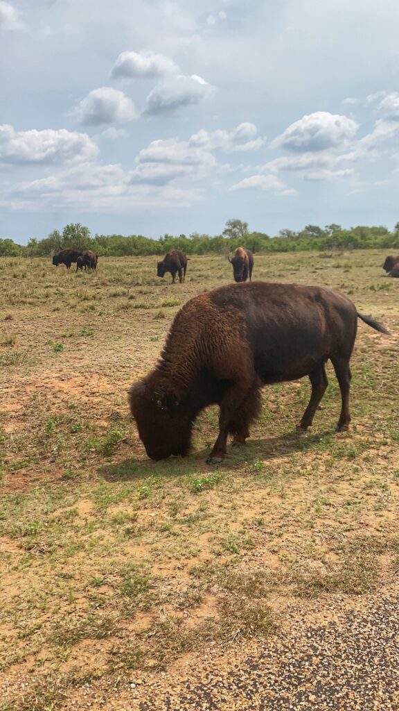 Bison at Caprock canyons State Park