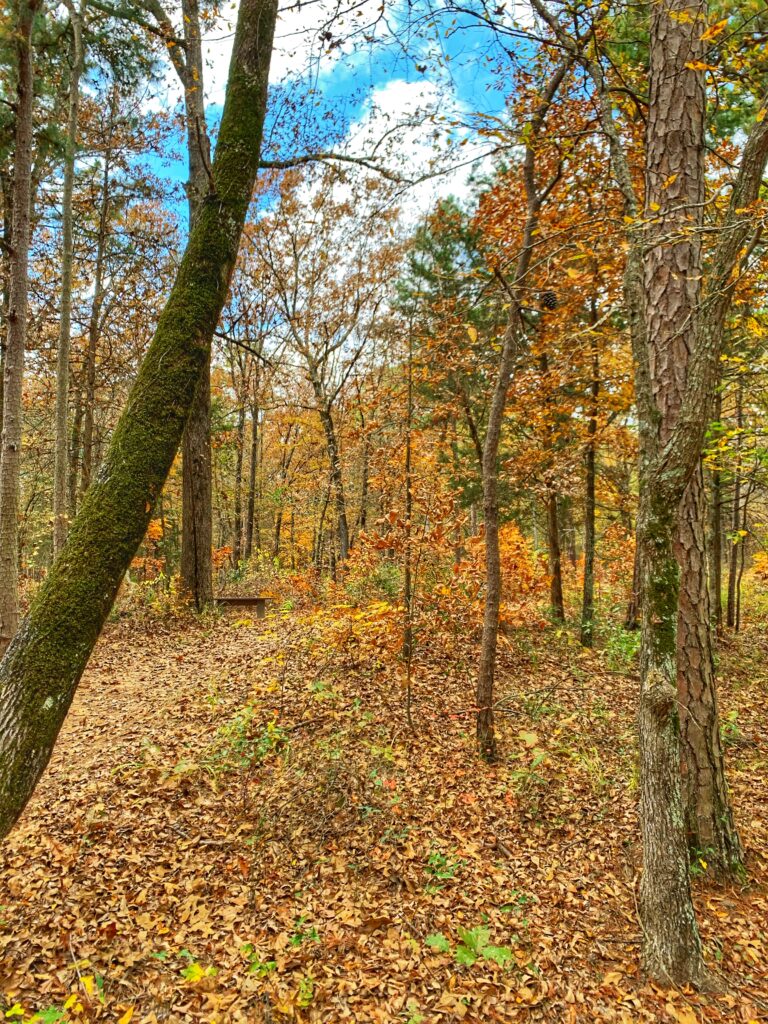 Fall Hike in Lake Bob Sandlin State Park