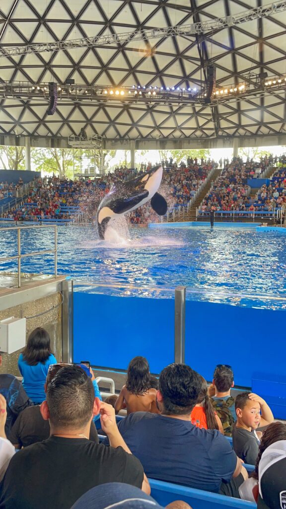 Ultimate Guide to SeaWorld in San Antonio Always Up For An Adventure