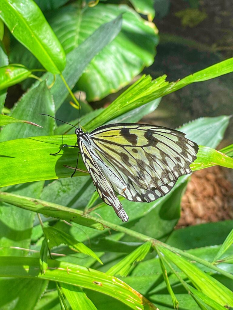 Butterfly

