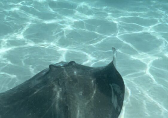 swimming with stingrays in Grand Cayman